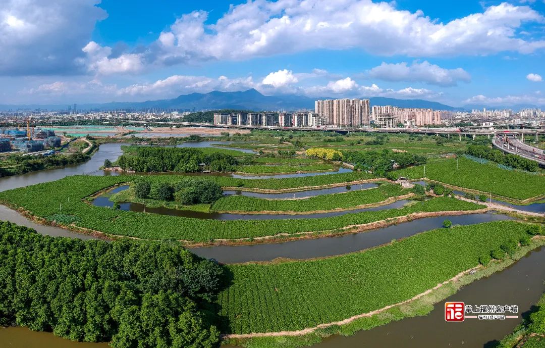 帝封江茉莉花基地。记者 林双伟 摄(7432787)-20230809221658.jpg 图片